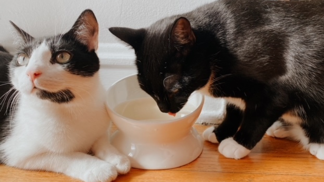 Diana's cats testing the Frisco Double-Sided Ceramic Elevated Cat Bowl