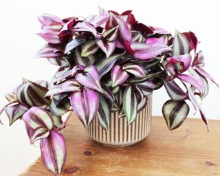 purple Tradescantia zebrina houseplant