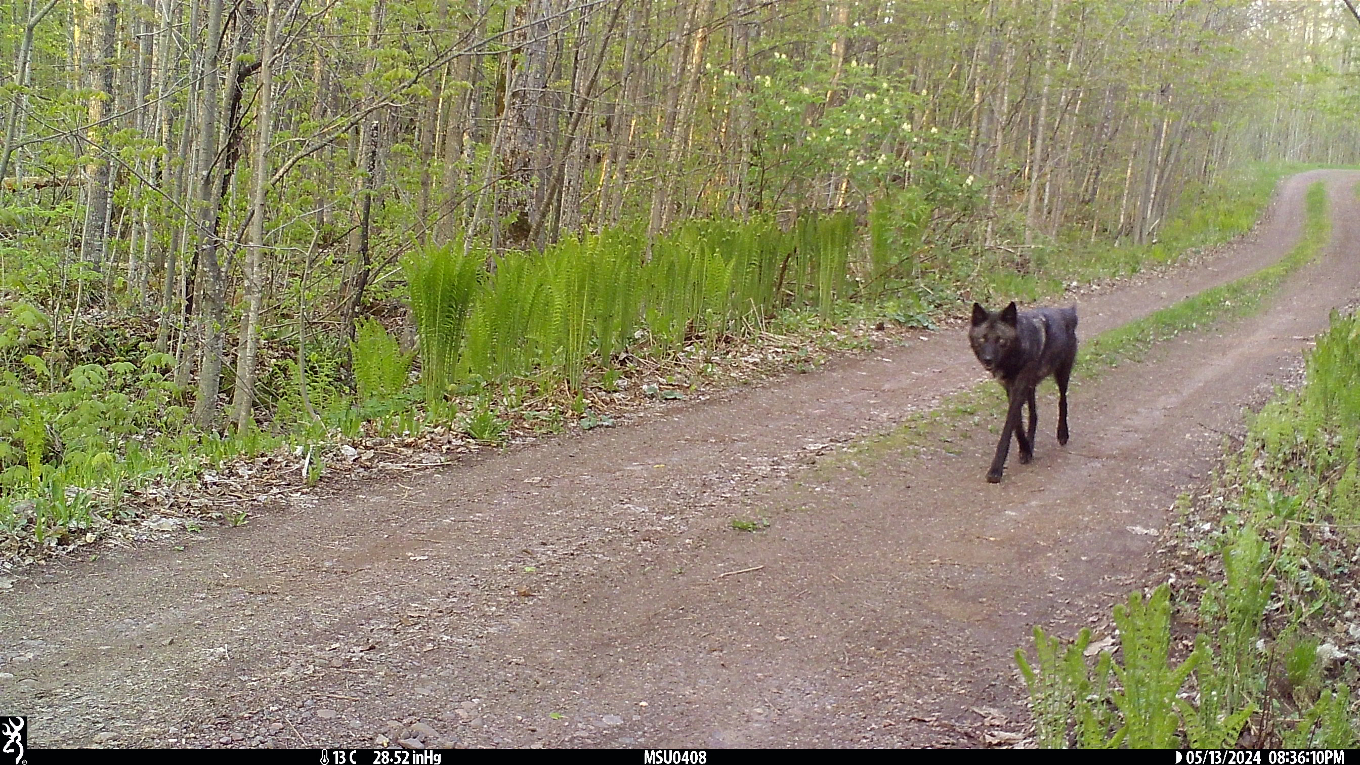 A trail camera photo from the Michigan DNR wolf survey