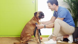 Man putting lead on dog for walk