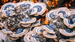 blue turkey tail fungus