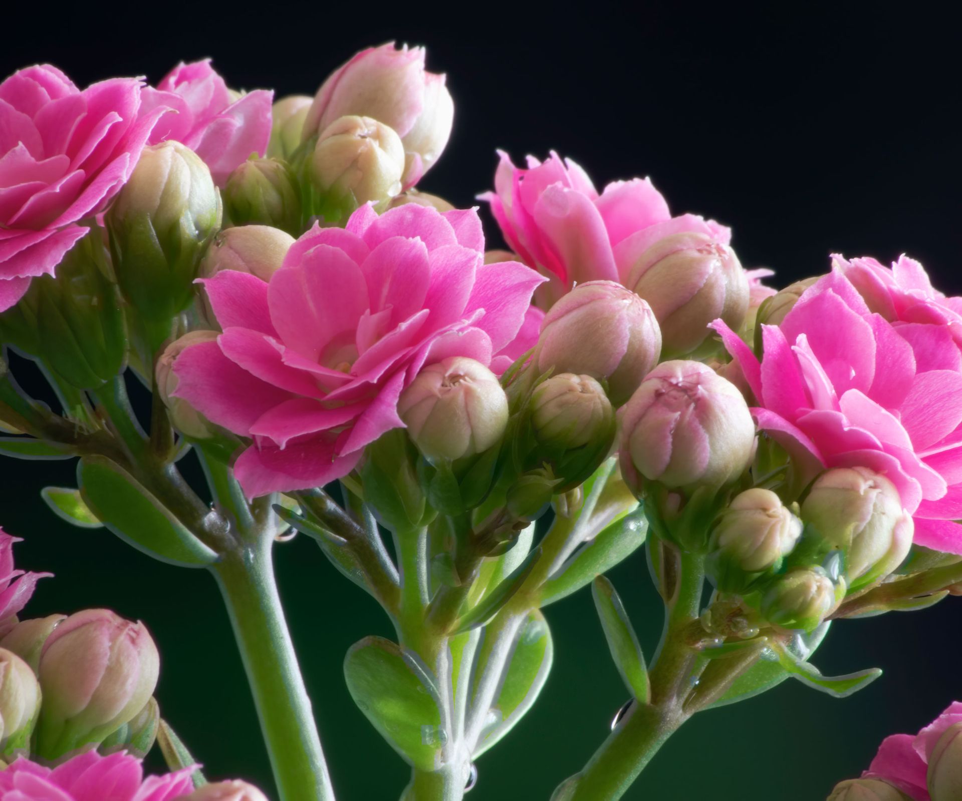 Indoor plants that flower all year round 10 expert suggestions Homes