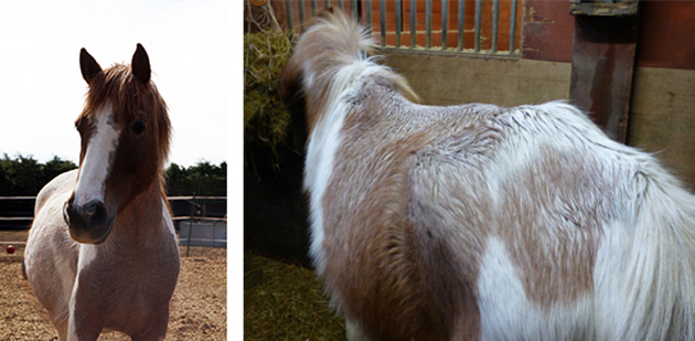 redwings before and after 2