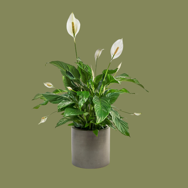 Peace Lily - H100cm