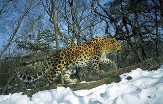 A young male Amur leopard.