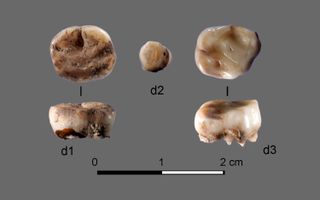 Two 31,000-year-old milk teeth found at the Yana Rhinoceros Horn Site in Russia led to the discovery of a new group of ancient Siberians.