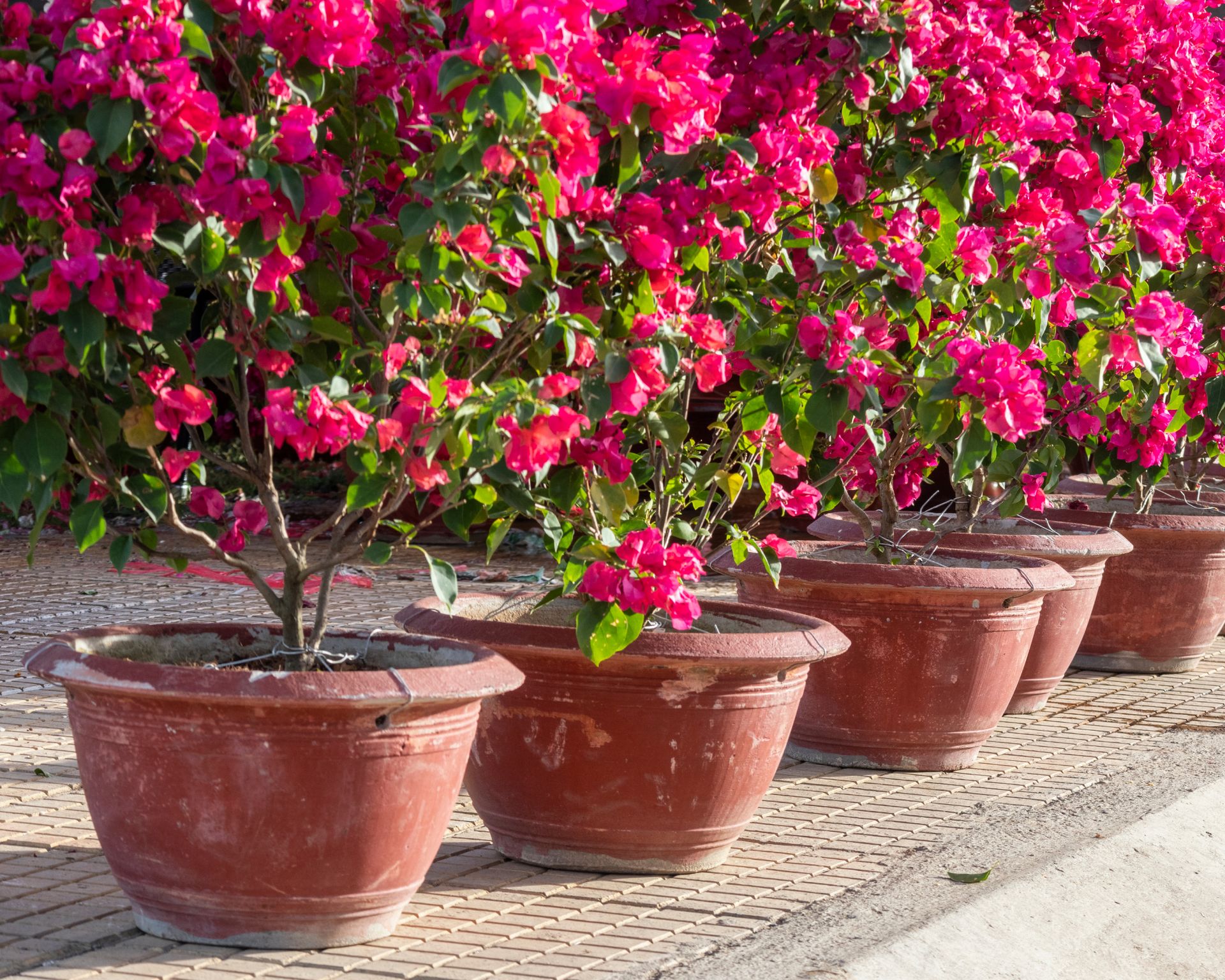 Row of potted bougainvillea plants covered in bright pink bracts, ready to be moved outdoors after winter.