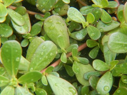 Water Droplets On Weeds In The Garden