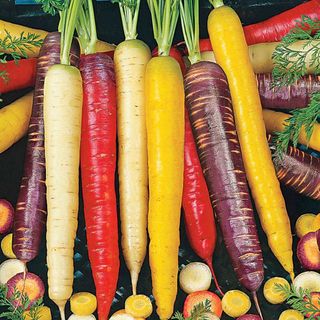 Rainbow Blend carrots