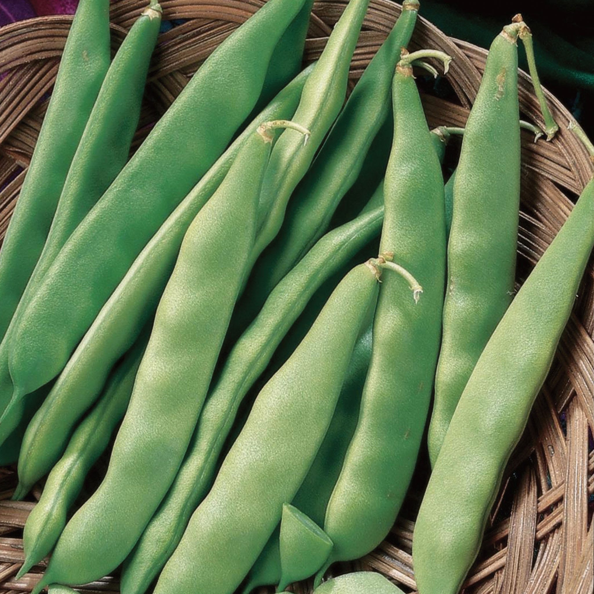 Early Bush Italian Bean Seeds