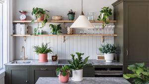 Multiple houseplants arranged on kitchen shelving and kitchen island