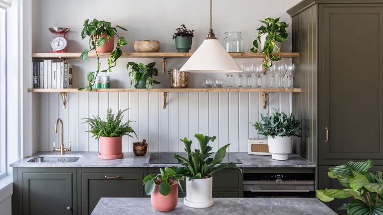 houseplants arranged on kitchen shelving and kitchen island