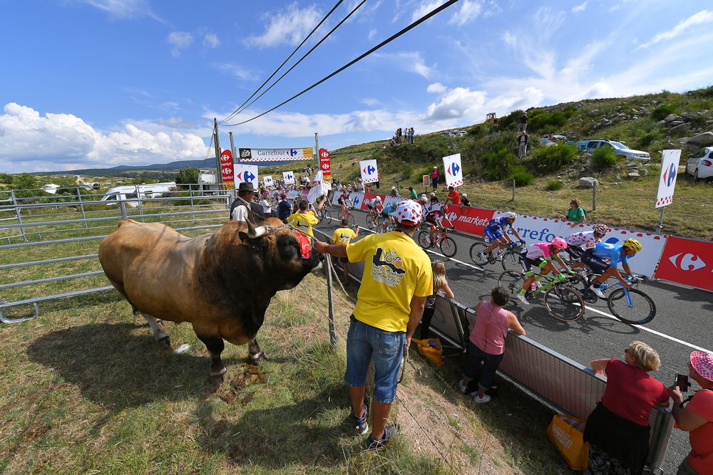 A bovine fans watches the 2018 Tour de France