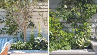Compilation image of two flower beds with evergreen planting and climbing plants