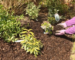 person mulching a flower bed with wood chips and bark mulch
