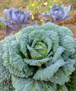 how to grow winter brassicas: Winter cabbage variety Savoy Wintessa
