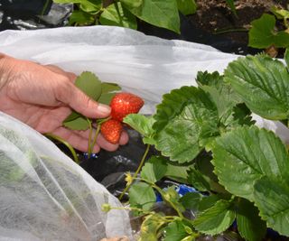 A hand holding two strawberries on a strawberry patch