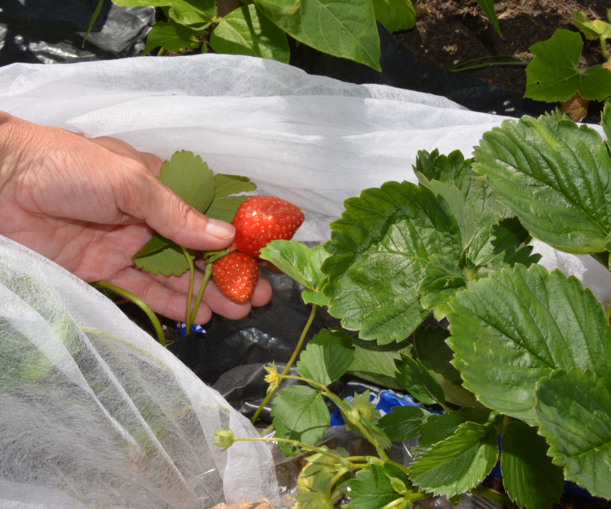 How Often To Fertilize Strawberries