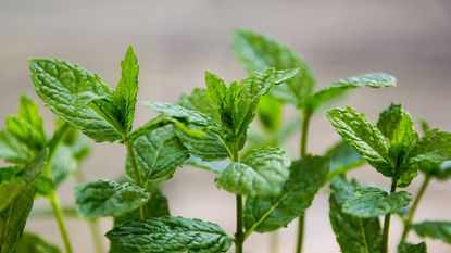 Close up of mint plants