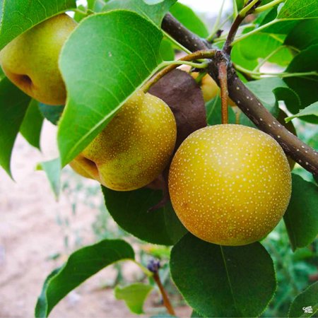 Dwarf Shinko Asian Pear Tree &amp;ndash; Live Fruit-Bearing Pear Tree, 5 Gallon Bareroot, Single Plant
