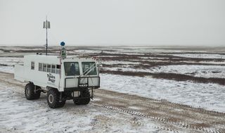 google street view, polar bears