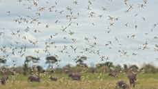 A swarm of mosquitos is in the foreground of the image, with a blurry landscape full of gray elephants behind the swarm.