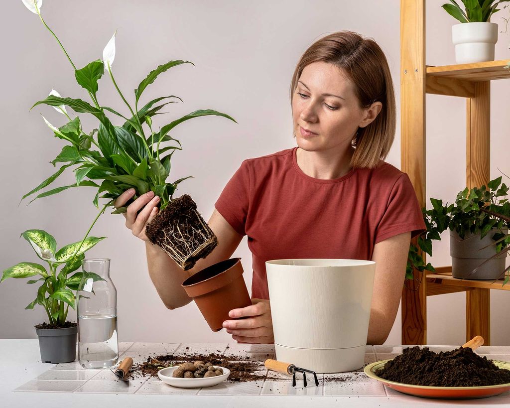 How to repot a peace lily a stepbystep guide Gardeningetc