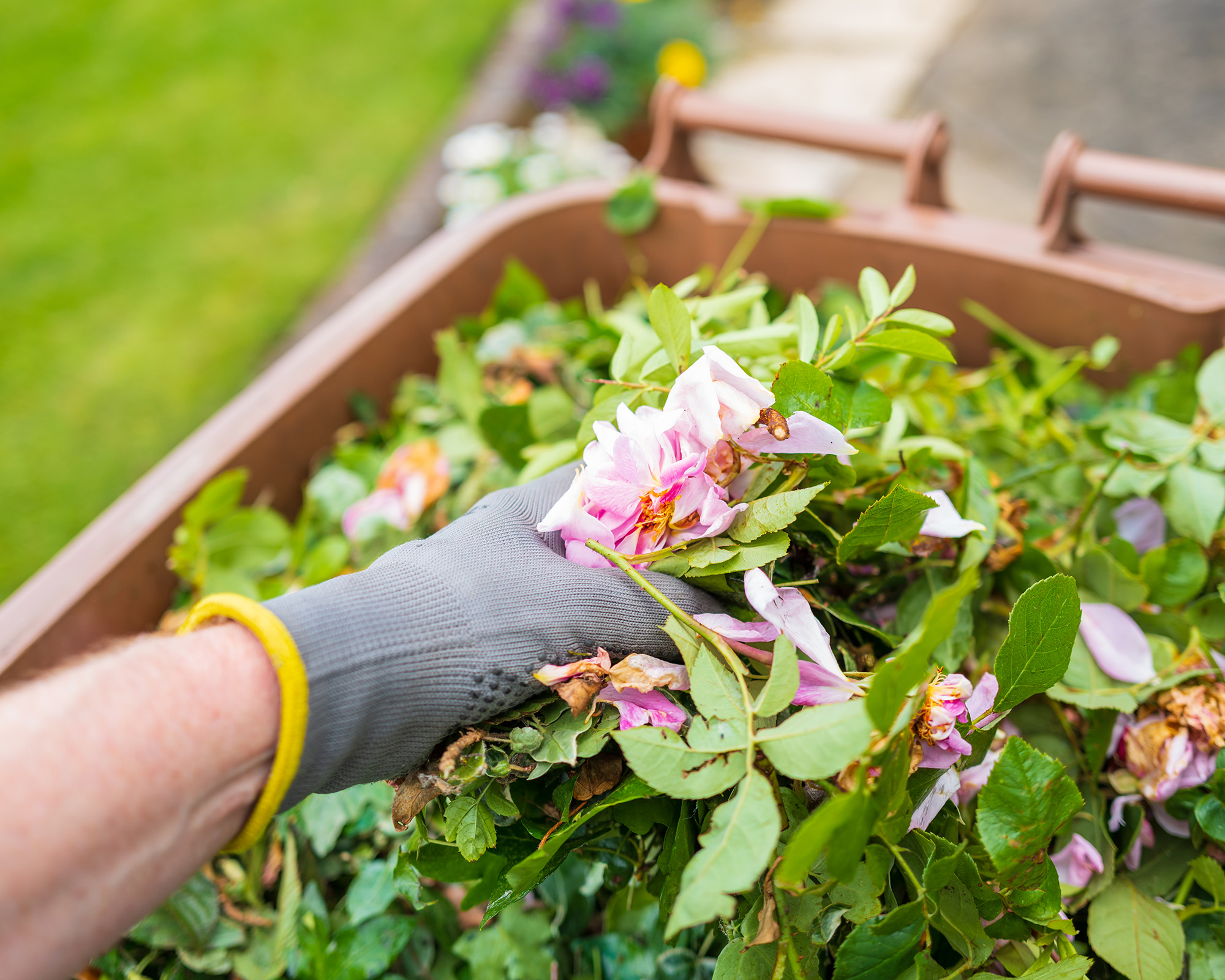 Gardener adds rose trimmings to brown garden bin