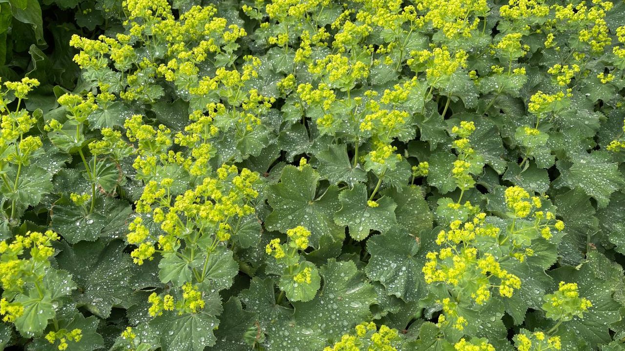 Green plant with small yellow-green flowers