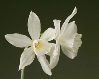 'Thalia' daffodil flowers