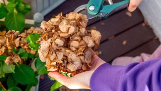 picture of gardener deadheading a hydrangea