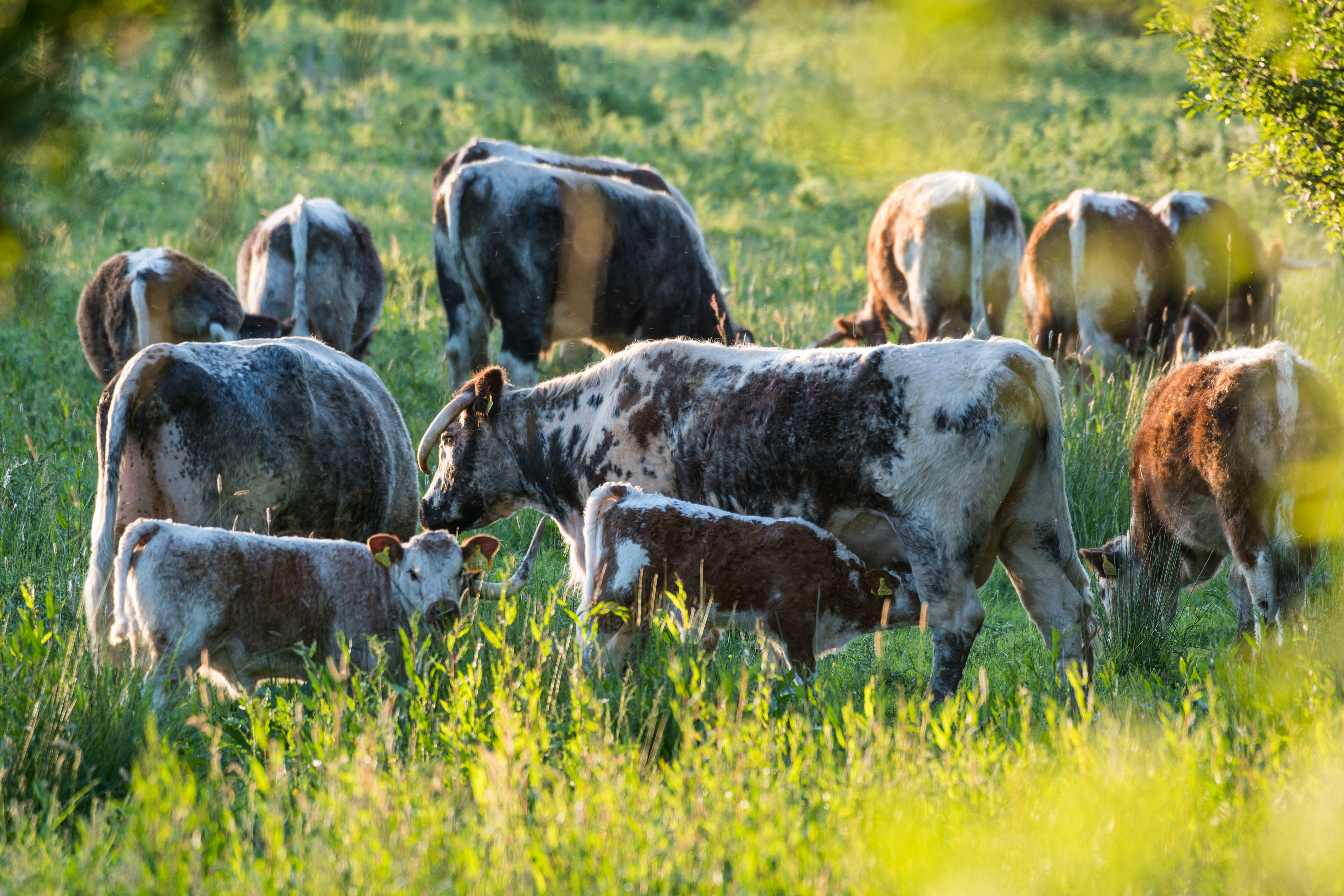 Herd of Longhorn Hampshire cattle in long grass