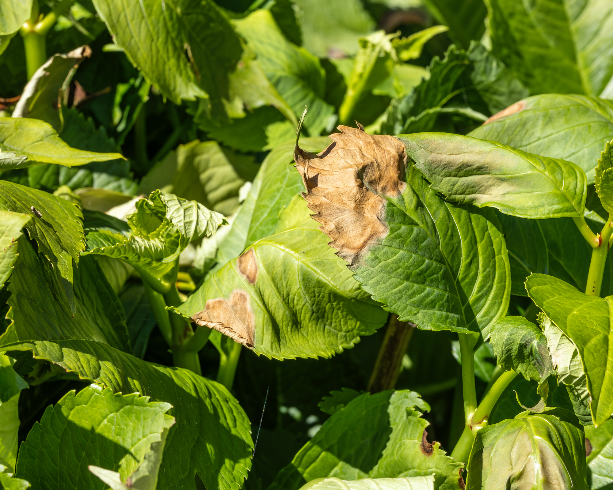 Hydrangea leaves damaged by excessive sun and heat stress during summer heatwave. Illustrates plant dehydration and gardening challenges due to climate change