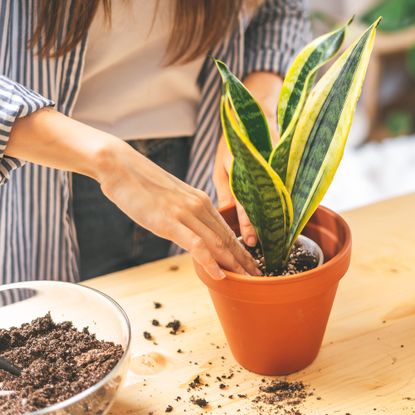 Gardener repots snake plant into new pot, using a custom blended snake plant potting soil
