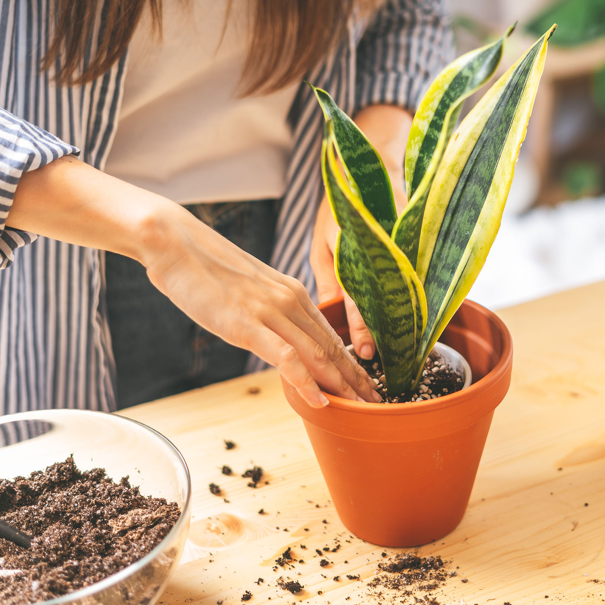 Gardener repots snake plant into new pot, using a custom blended snake plant potting soil