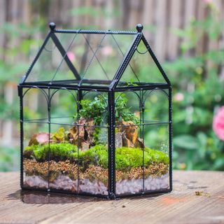 A house-shaped terrarium filled with moss and small plants