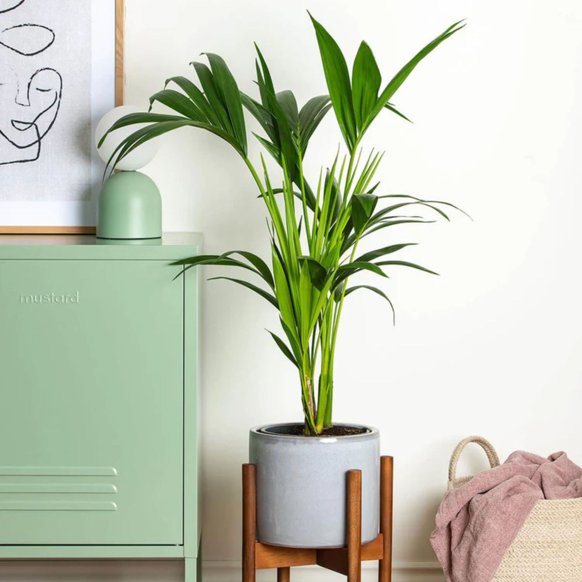 Potted Kentia Palm in room