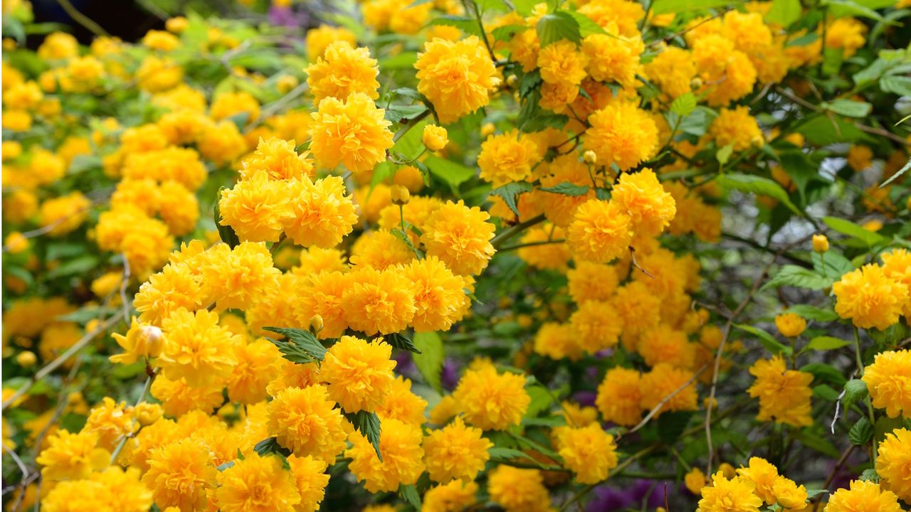 Spring-flowering shrubs