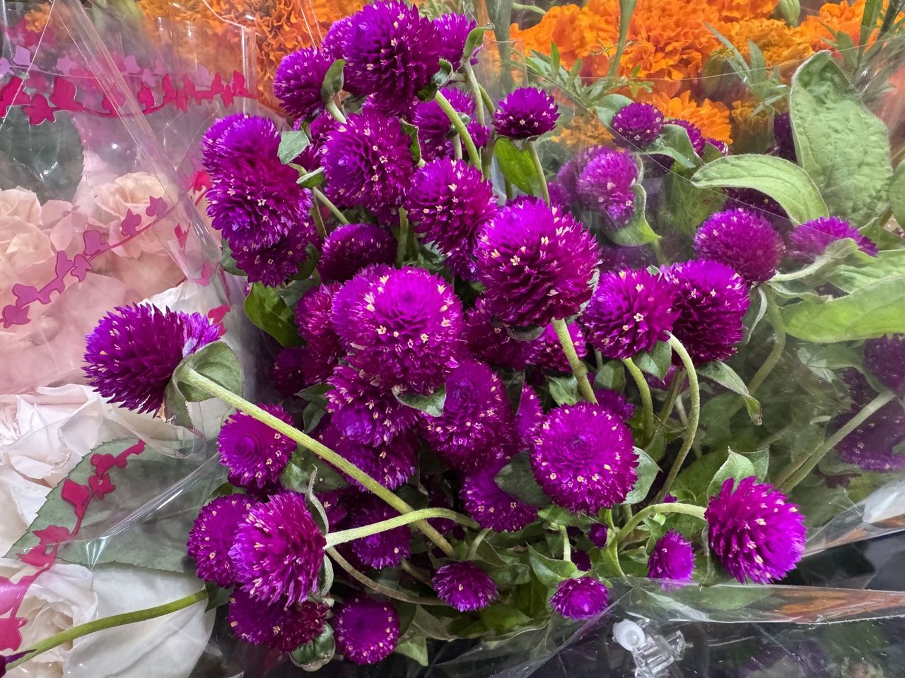 Apple iPhone 15 Pro Max camera sample.