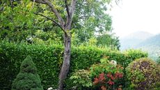 Lush green hedging with an established tree and mountain in the background
