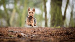 Welsh Terrier running through the woods