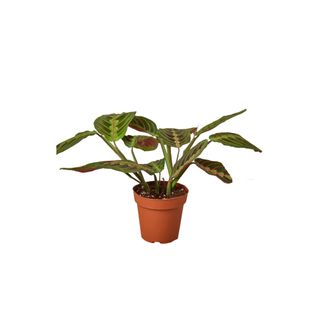 Maranta Red plant