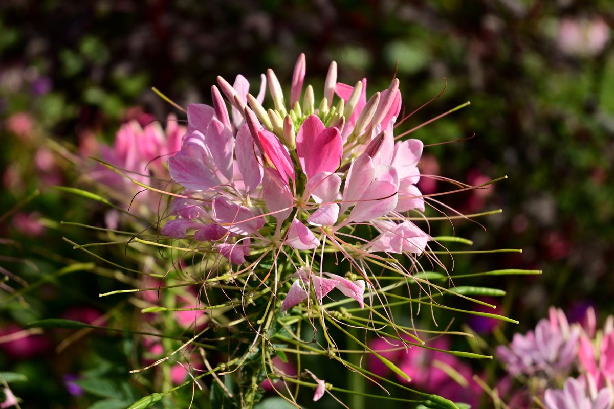 Nikon Z 30 sample image
