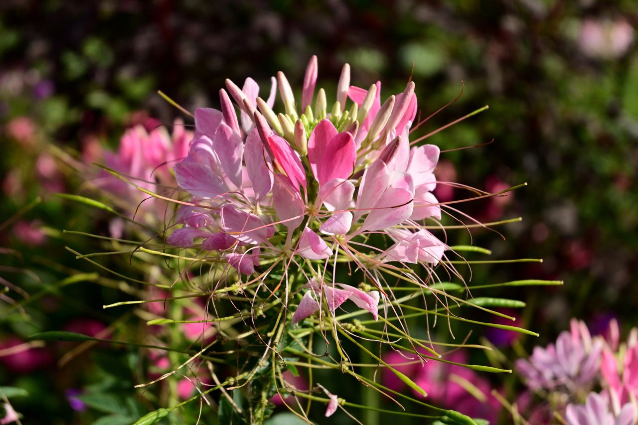 Nikon Z 30 sample image