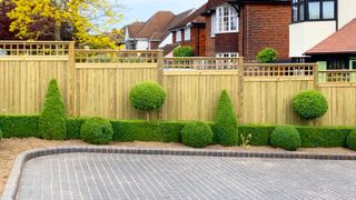 vertical tongue and groove fencing with trellis section on top running along driveway with green box hedge and trees planted at low level