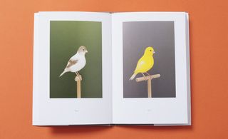 An Incomplete Dictionary of Show Birds
