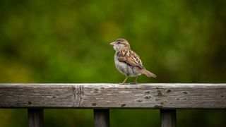 Bird photography