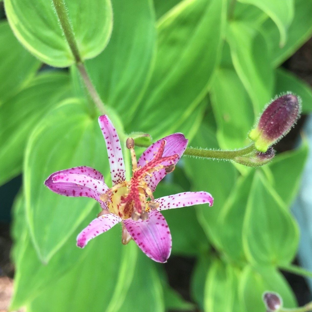 Pink Partial Shade Flower