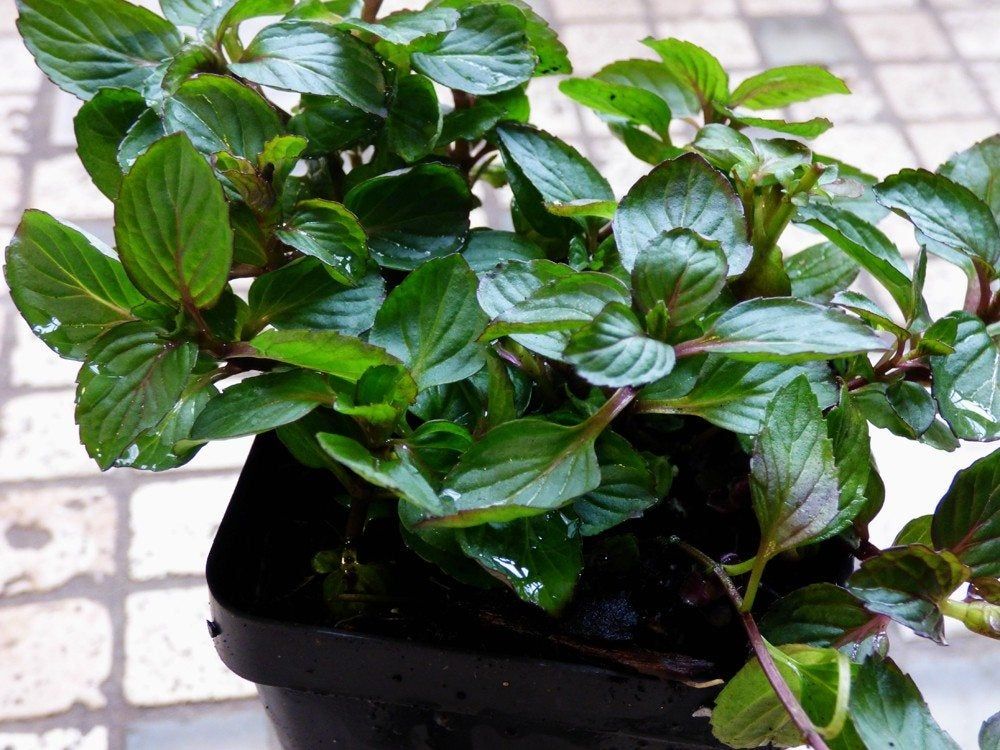 Potted Red Raripila Mint Plant