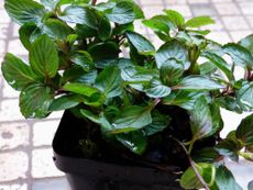 Potted Red Raripila Mint Plant